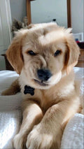 Custom “Loved Pet Pillow – Cherish Their Memory Always