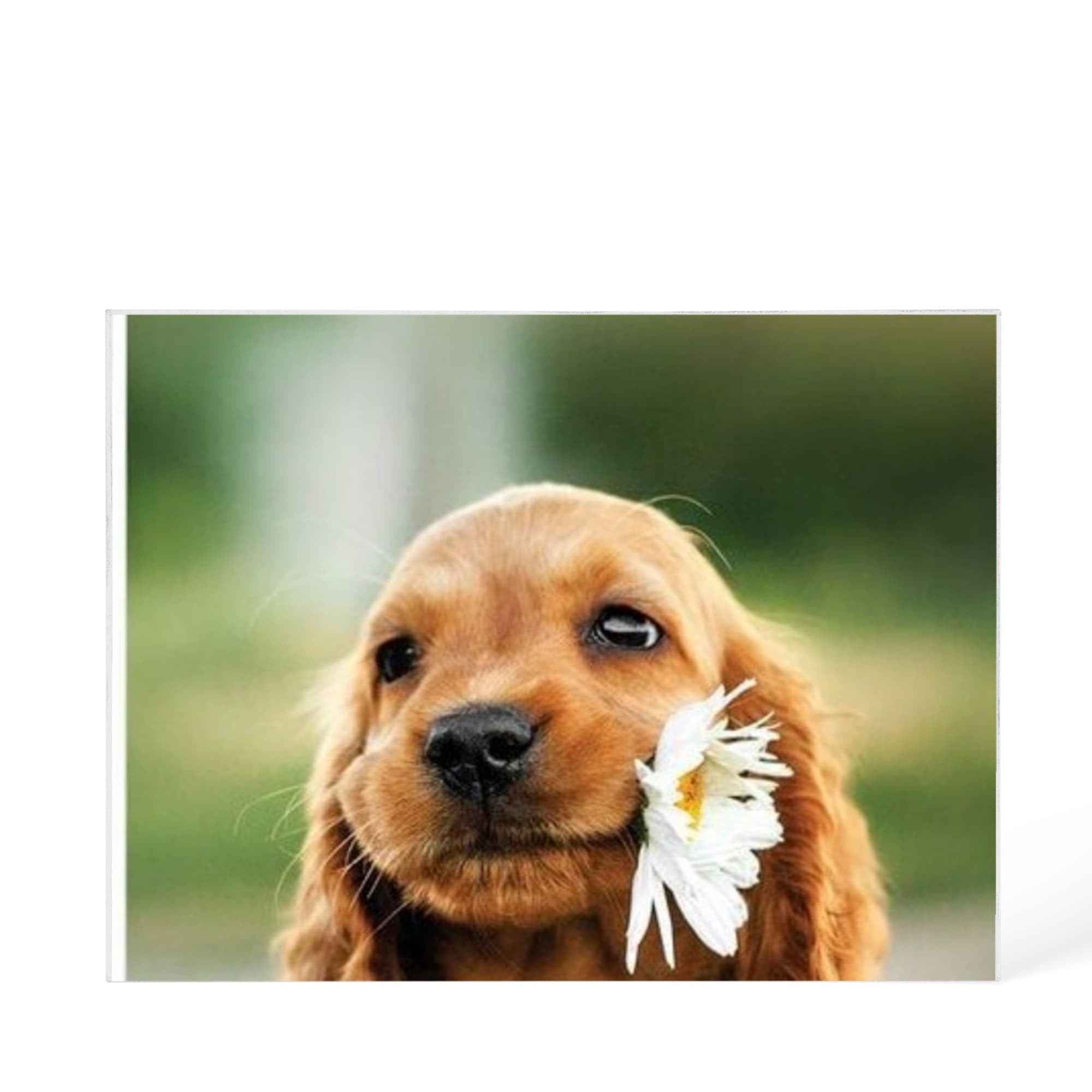 Cherish Your Loved Ones and Pets Forever with Custom  Printed  Acrylic Block