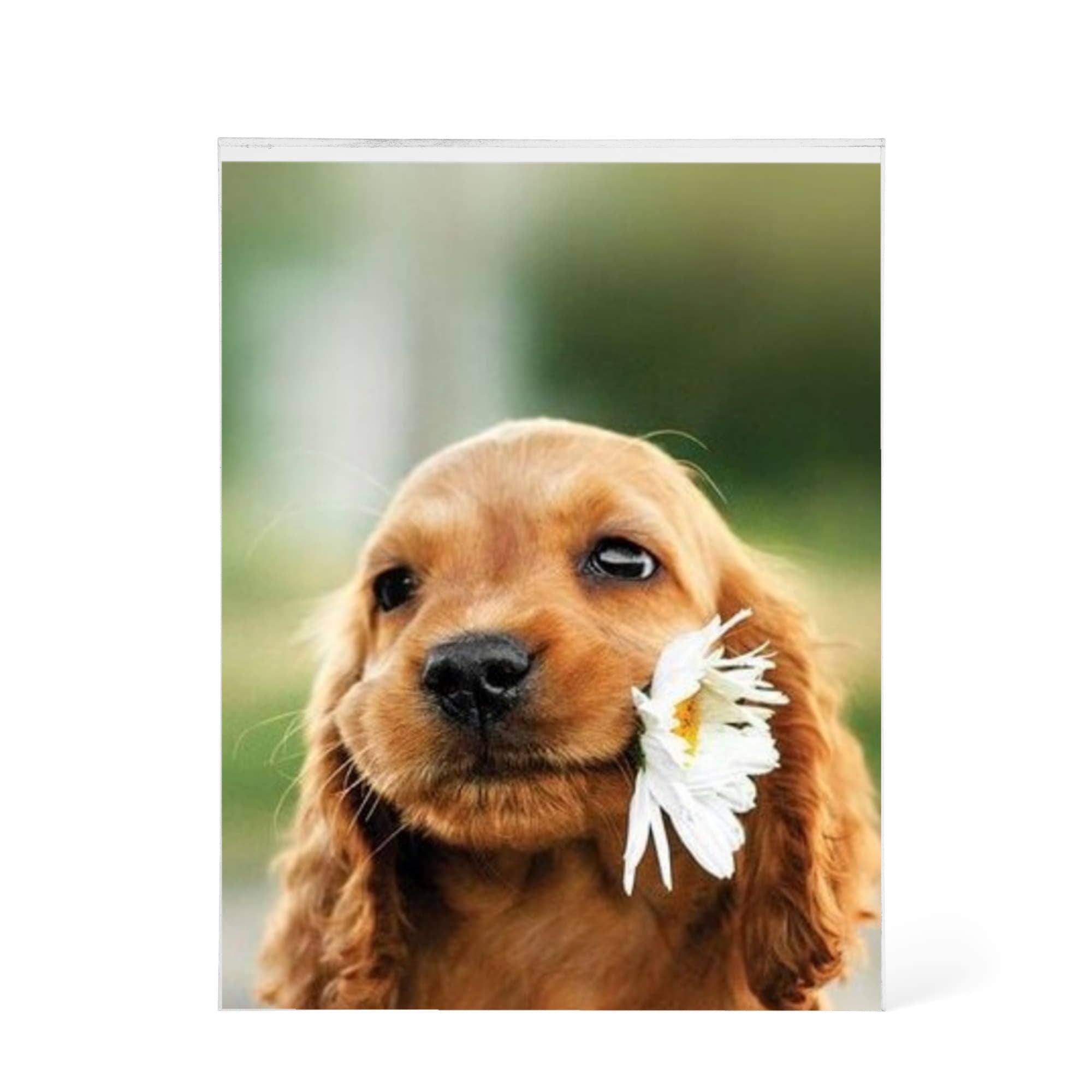 Cherish Your Loved Ones and Pets Forever with Custom  Printed  Acrylic Block